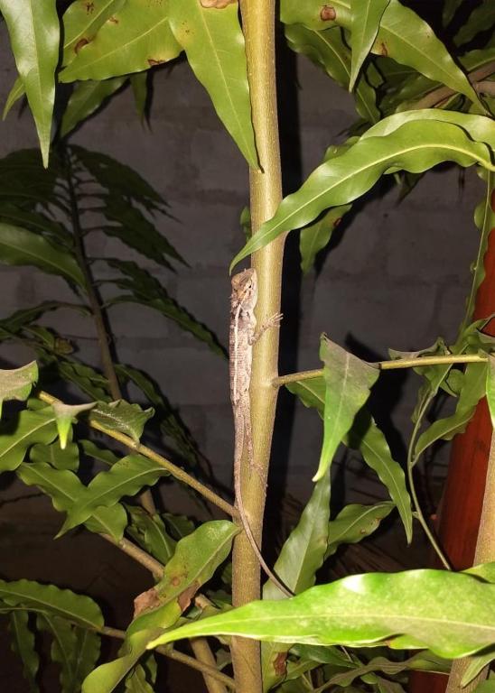 Udawalawe city safari cottage room 3