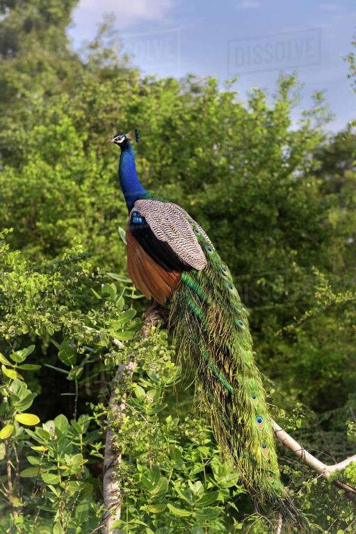 Udawalawe city safari cottage room 6