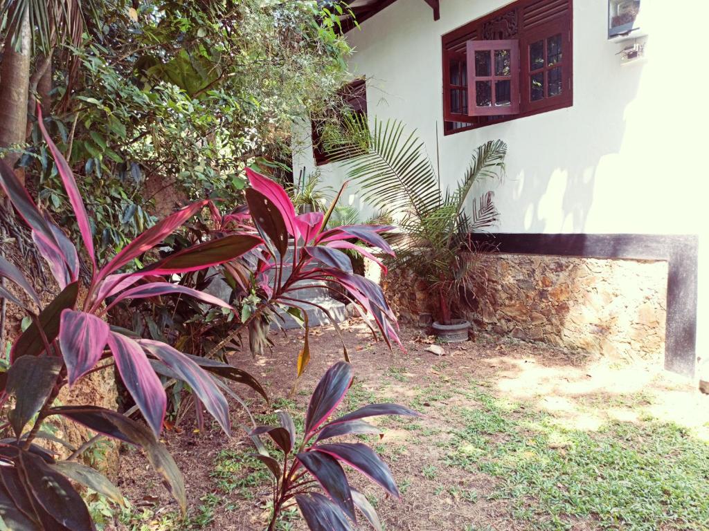 Eco Garden Hiriketiya room 5