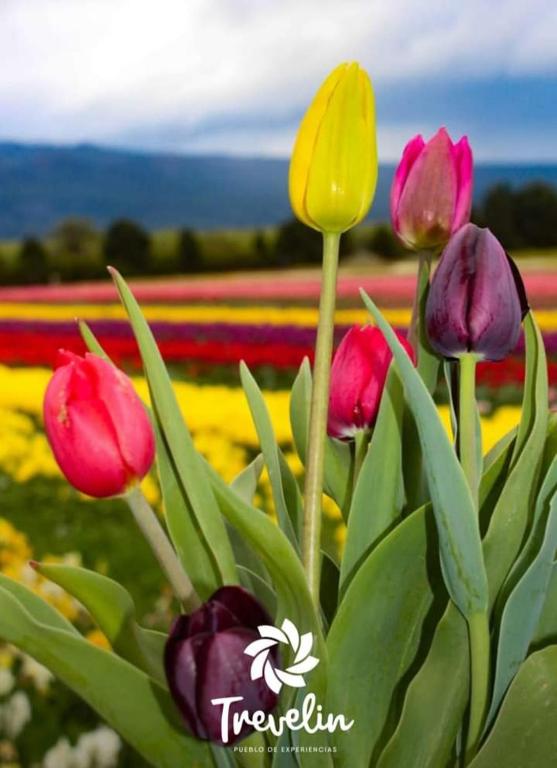 Cabañas el Nono room 1