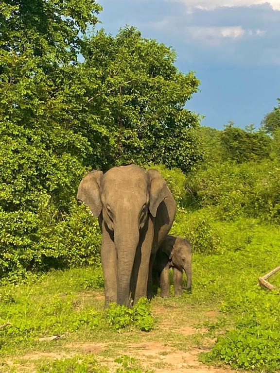 Elephant Paradise Safari Bungalow room 1