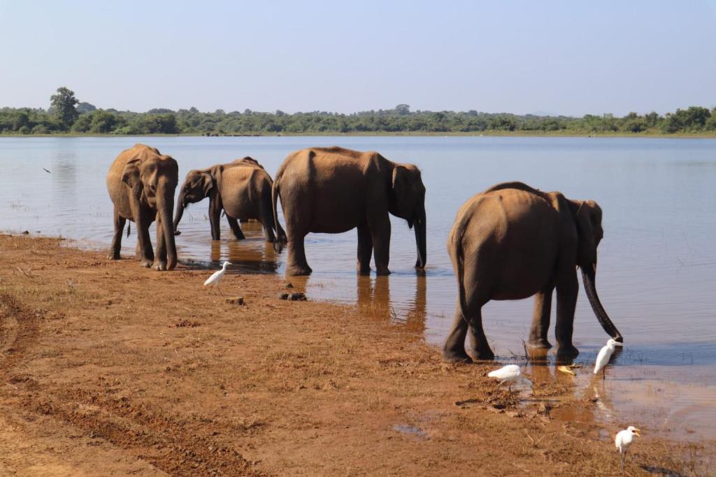 Elephant Paradise Safari Bungalow room 4