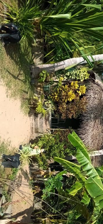 Green House Yala room 2