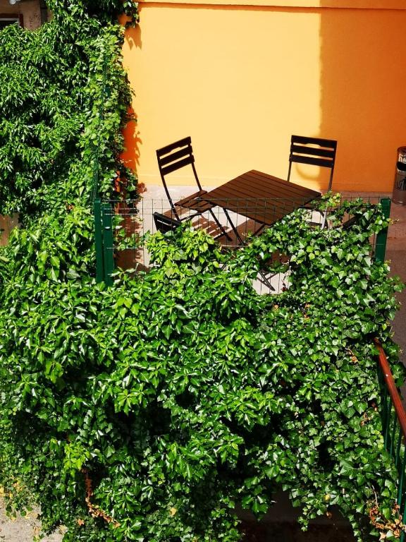 Ivy Residence room 1