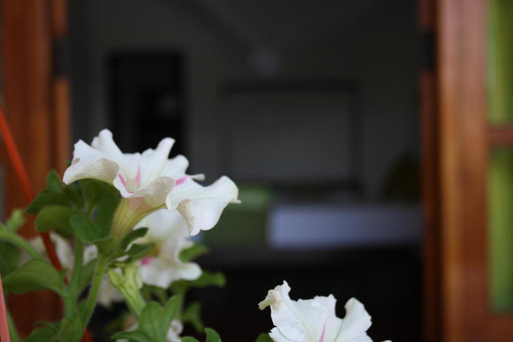 Moonlight Holiday Home Ella room 6
