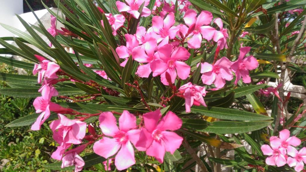 Villino Oleandro room 1