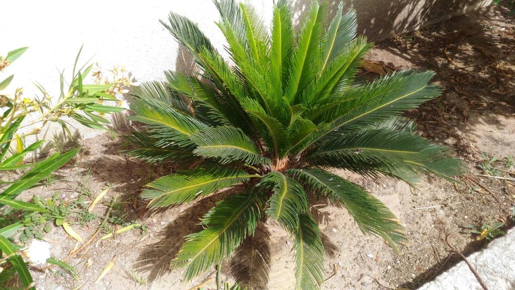 Villino Oleandro room 4