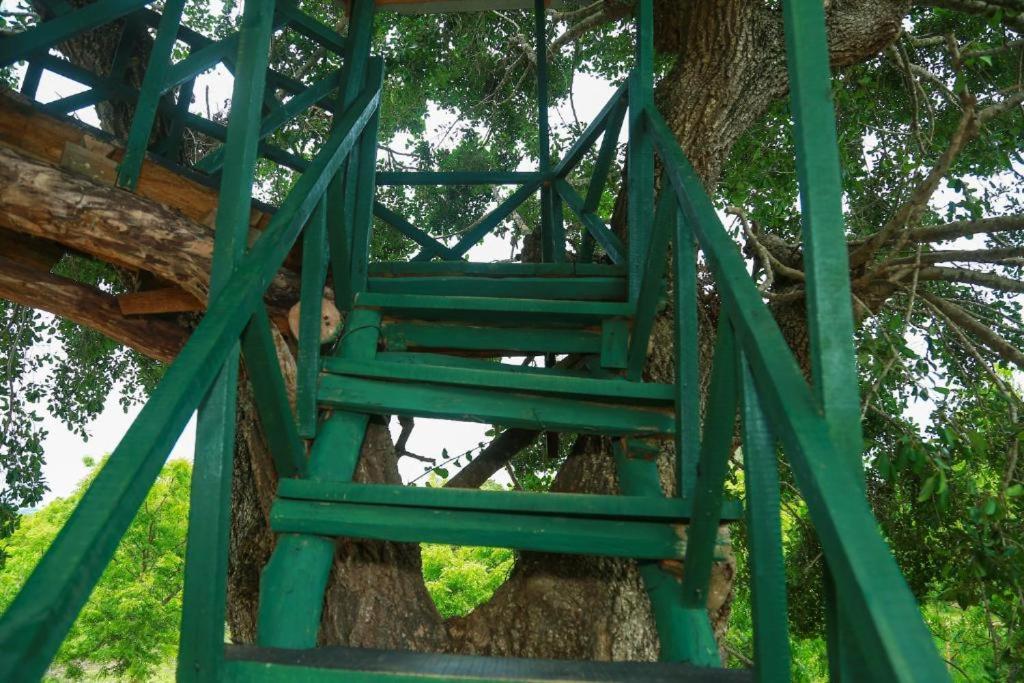 Yala Tree House Safari room 4