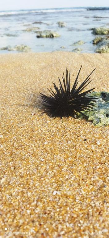 Villa dammika room 1