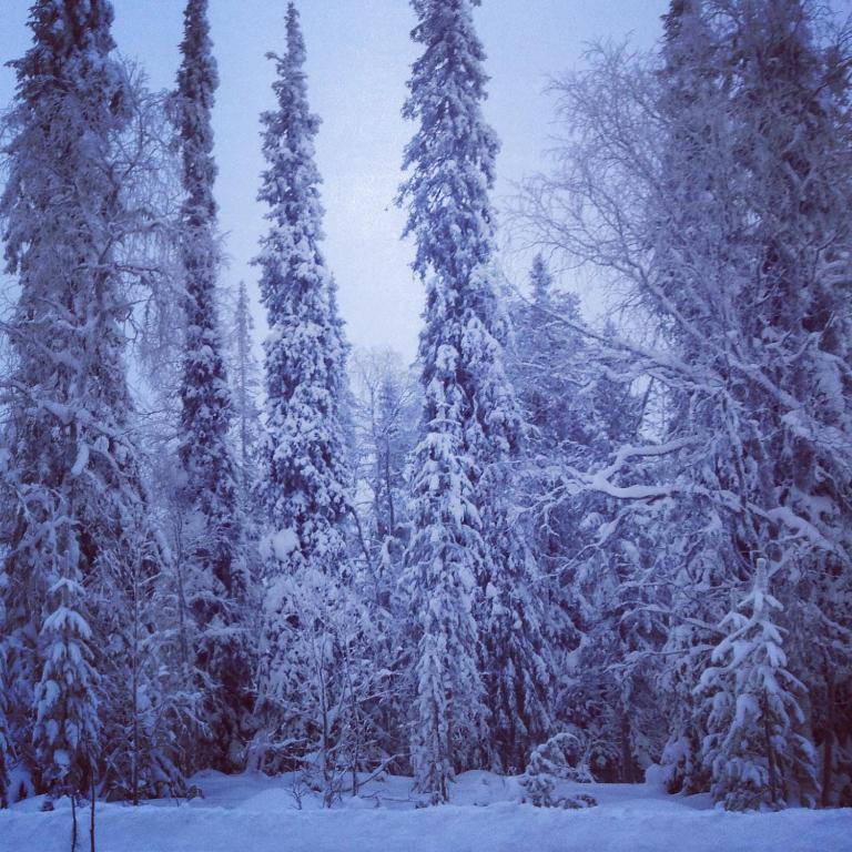 Villa Kuukkeli Salla room 2